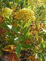 Buplevre - Bupleurum falcatum corsicum (en Corse) (02) (Photo F. Mrugala)